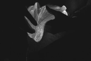 five studies fabric